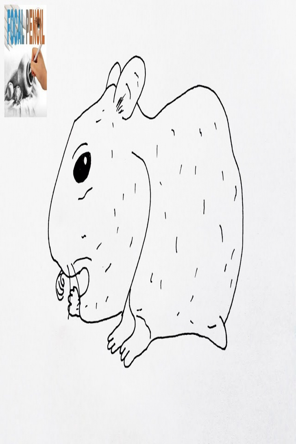 How To Draw Golden Hamster - Step by step