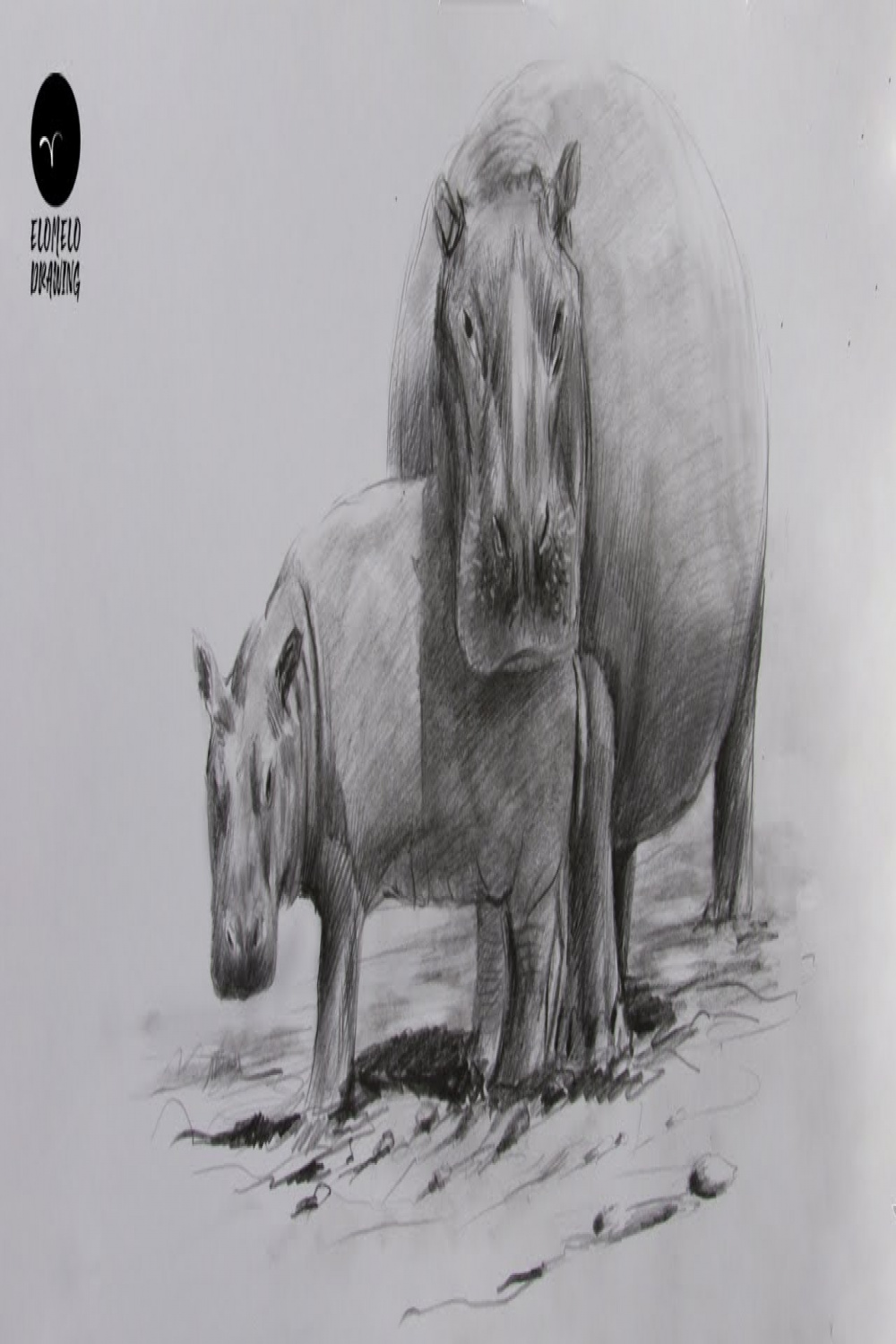 How To Draw Hippopotamus : Pencil Sketch : Hippopotamus Drawing