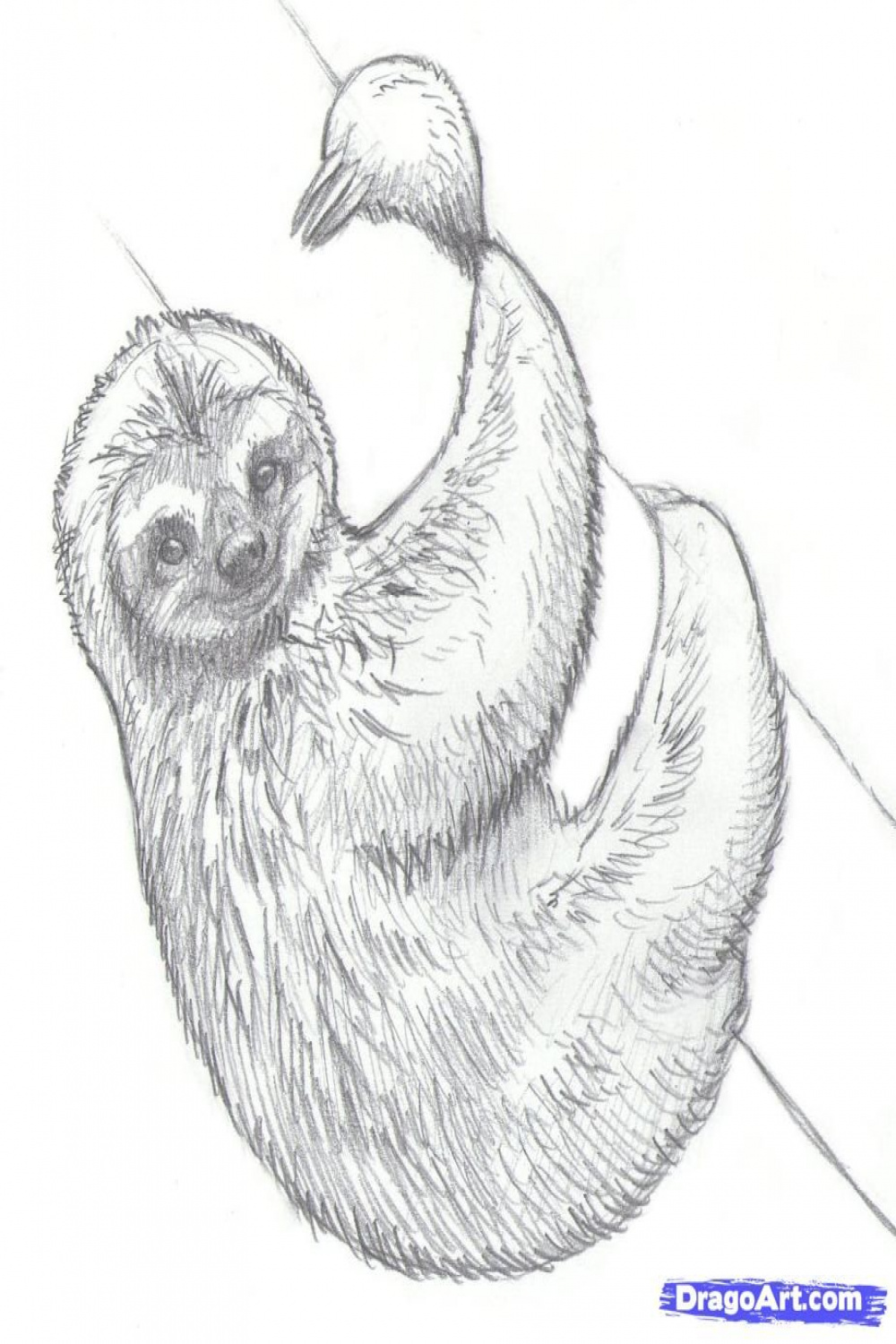 How to Draw Sloths, Step by Step, forest animals, Animals, FREE