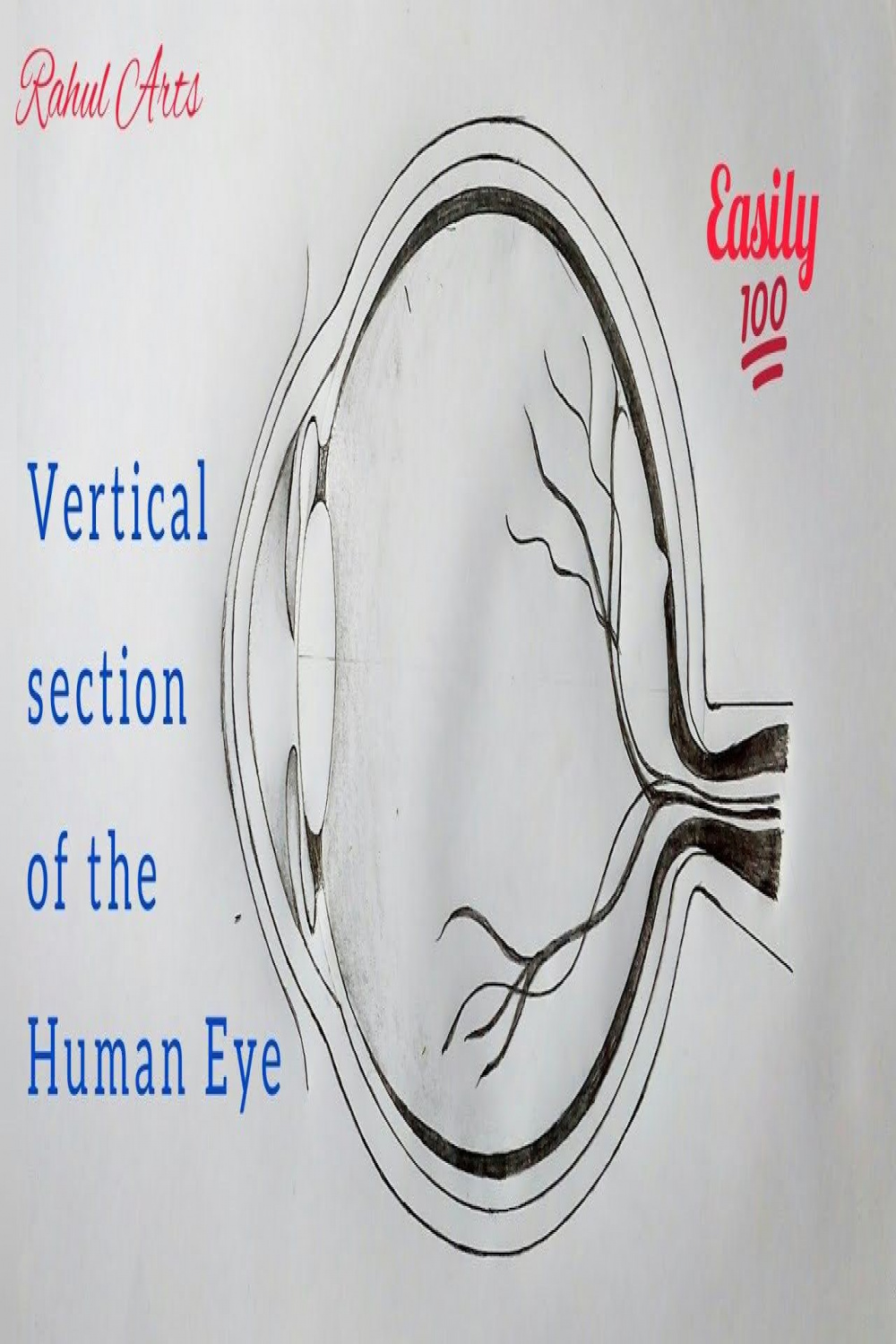 How to draw Vertical section of Human Eye using Protractor  Human