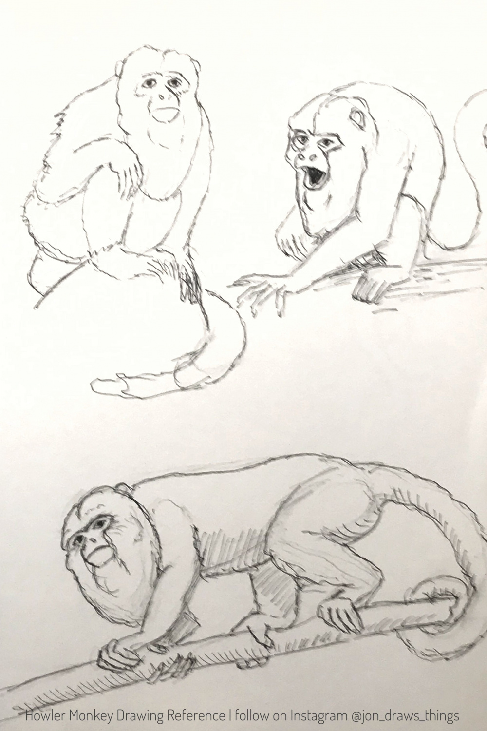 Howler Monkey Drawing Reference  Monkey drawing, Monkey