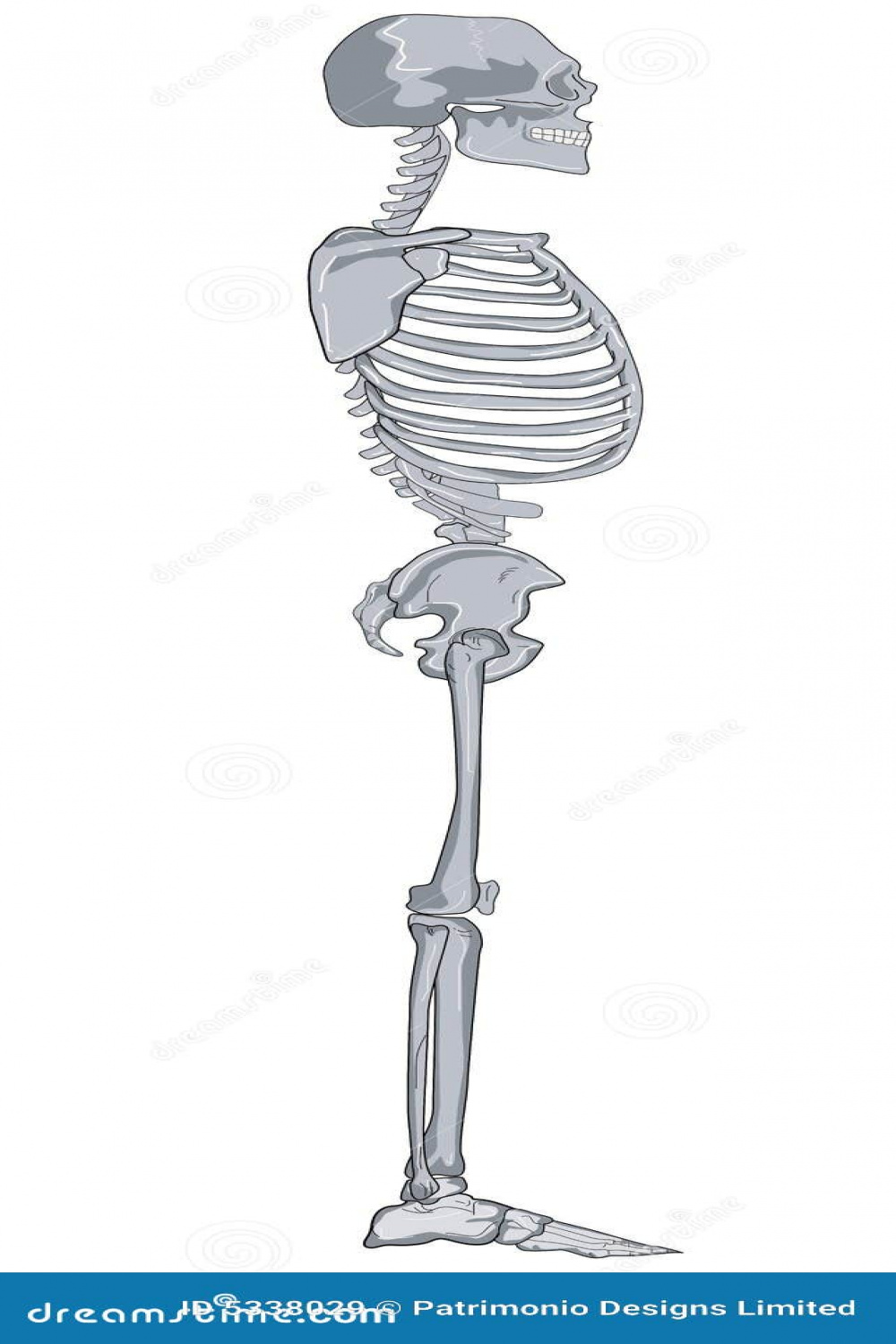 Human skeleton side view stock vector