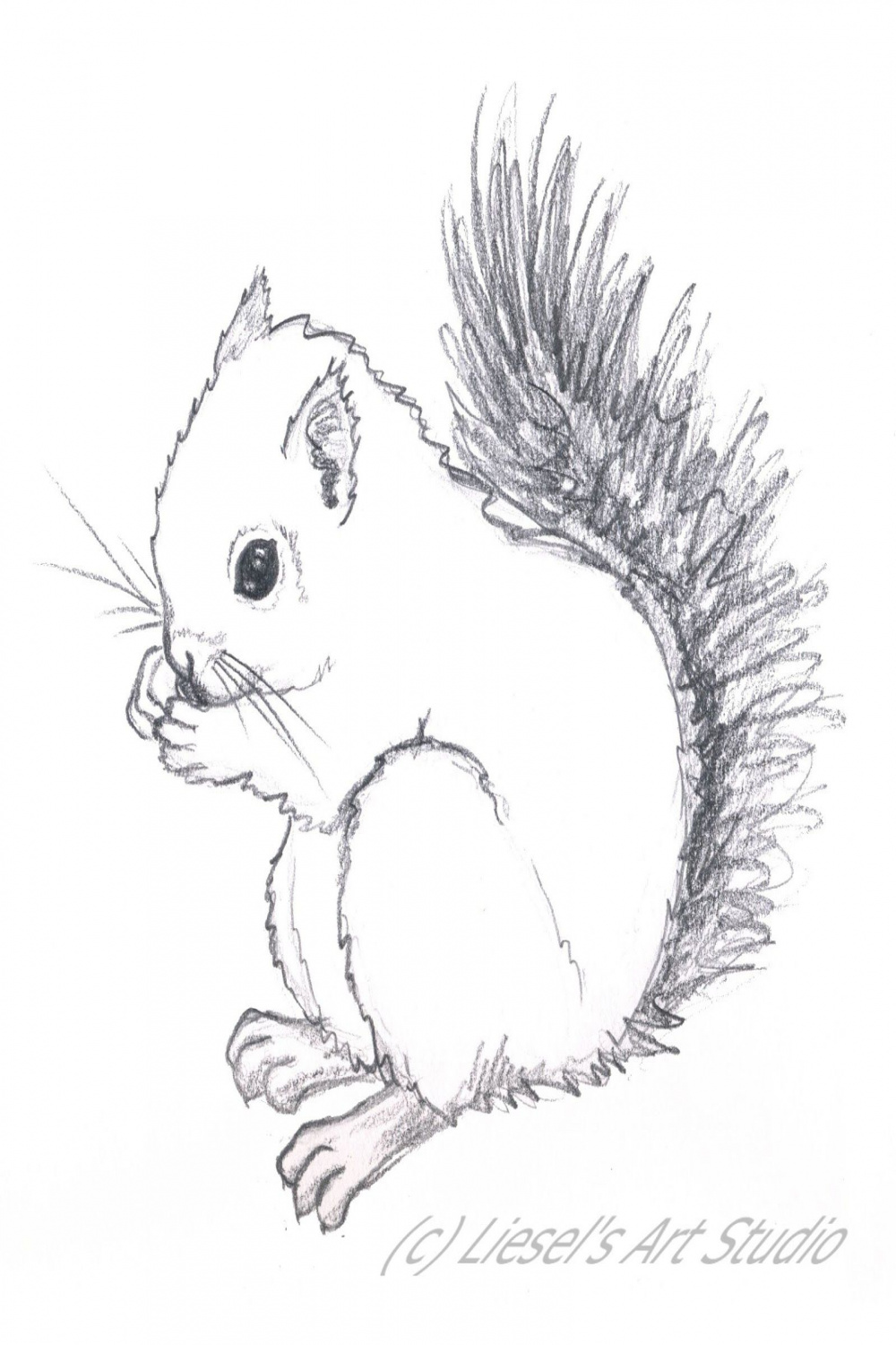 Image result for baby squirrel drawing  Easy drawings, Drawings