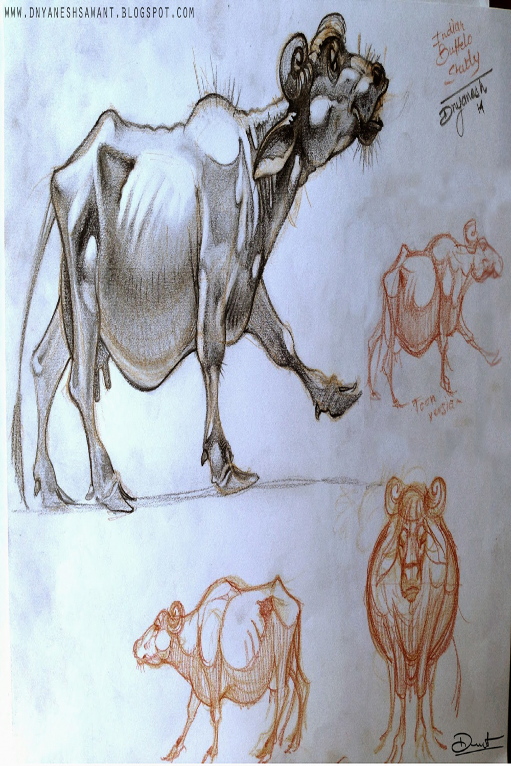 Indian buffalo study on Behance