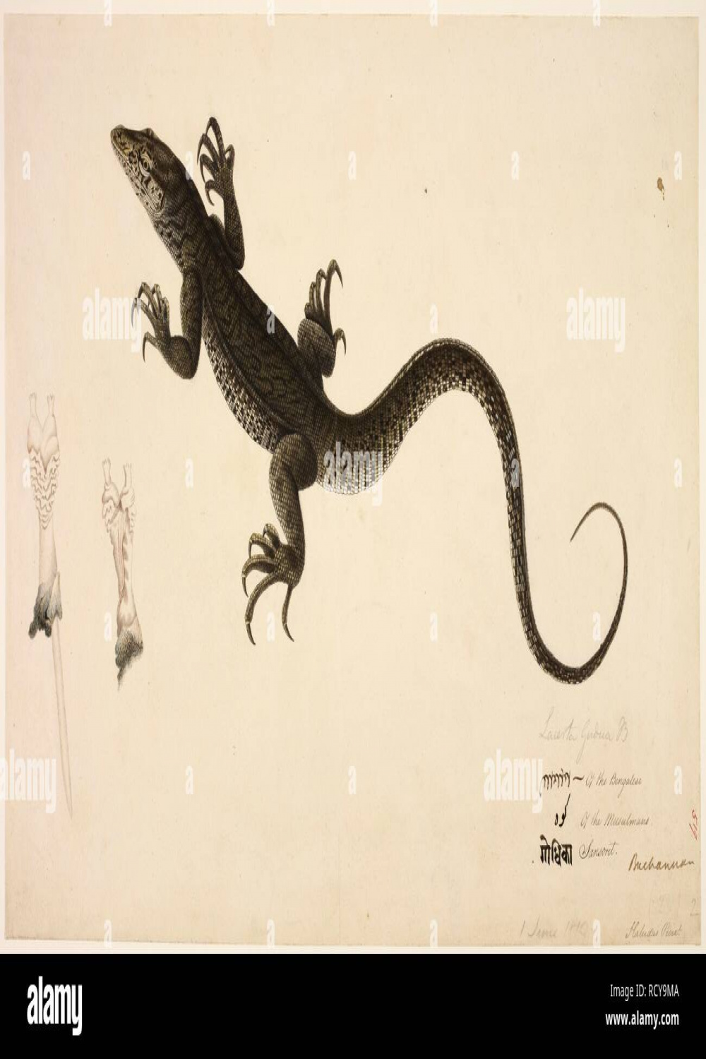 Indian Monitor Lizard. -. Watercolour and pencil