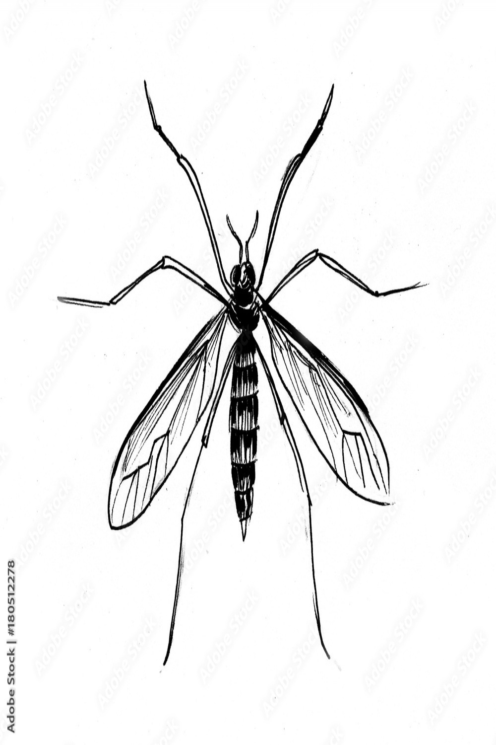 Ink drawing of a mosquito Stock-Illustration  Adobe Stock