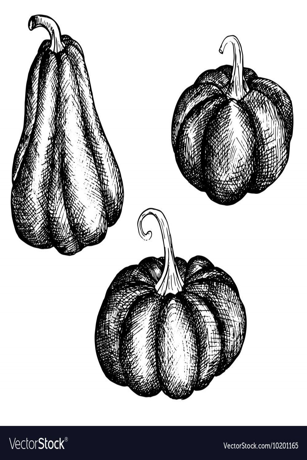 Ink drawing pumpkins Royalty Free Vector Image  Pumpkin drawing