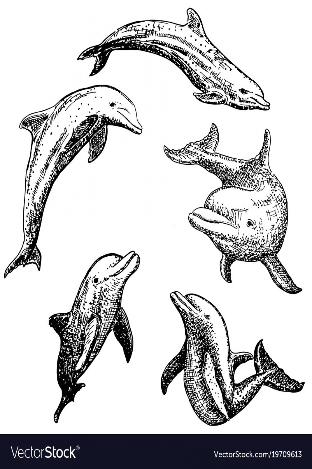 Ink hand drawn dolphin icon set Royalty Free Vector Image