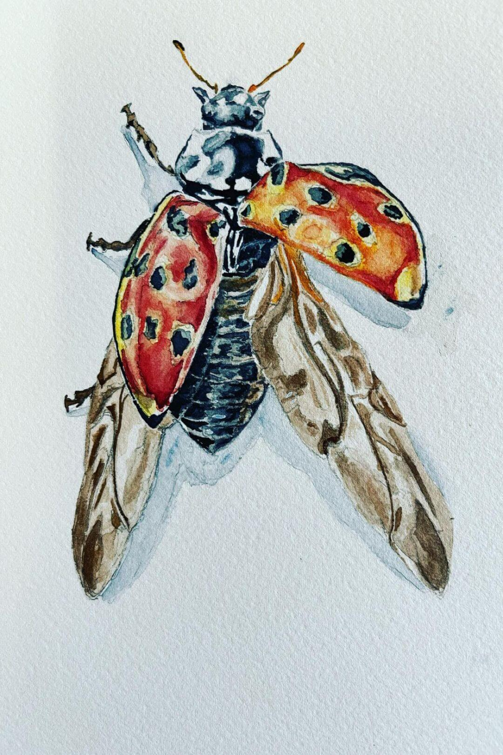 insect drawings – Mont Marte Global