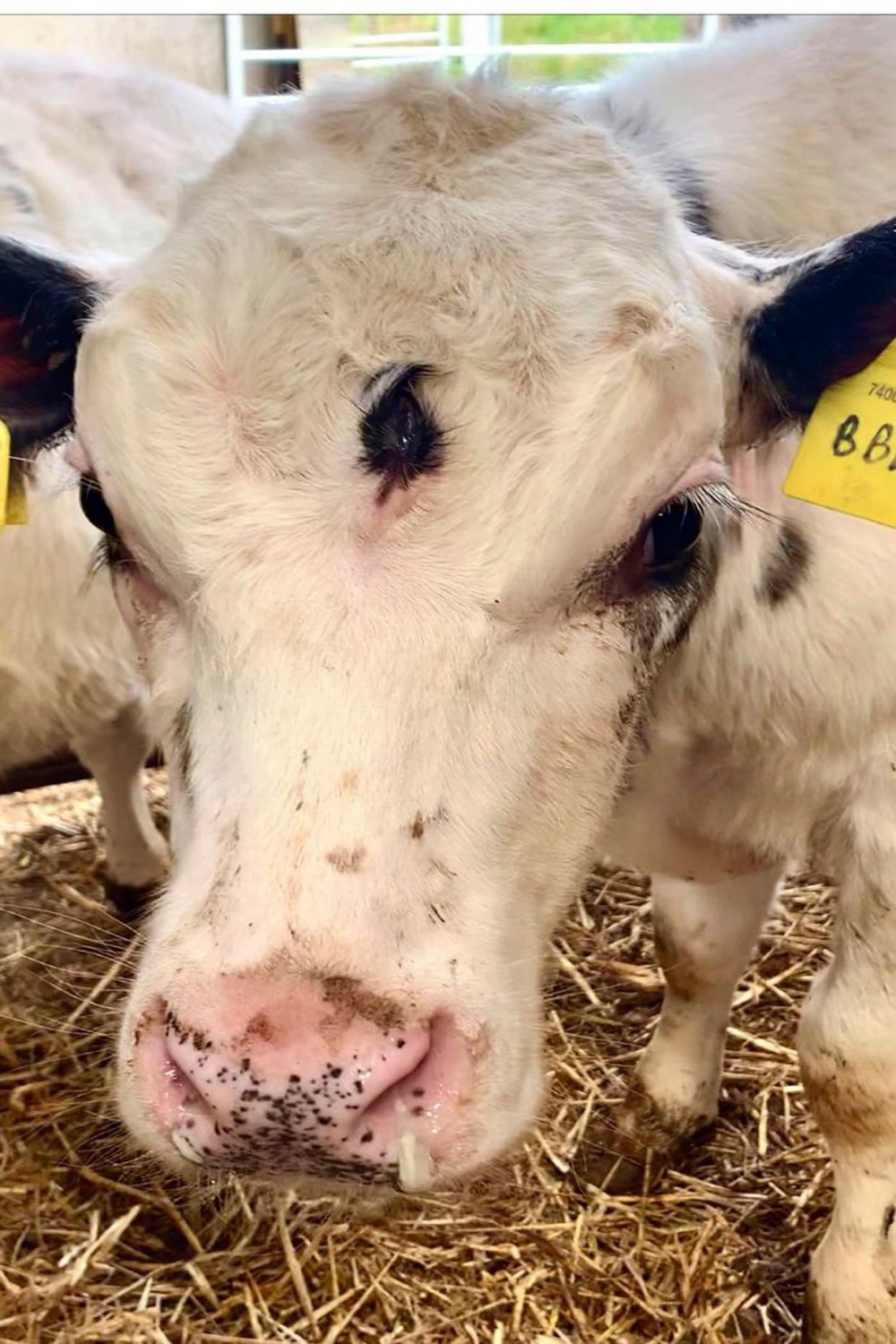 Isaiah, a calf from a Welsh beef farm was born with  eyes