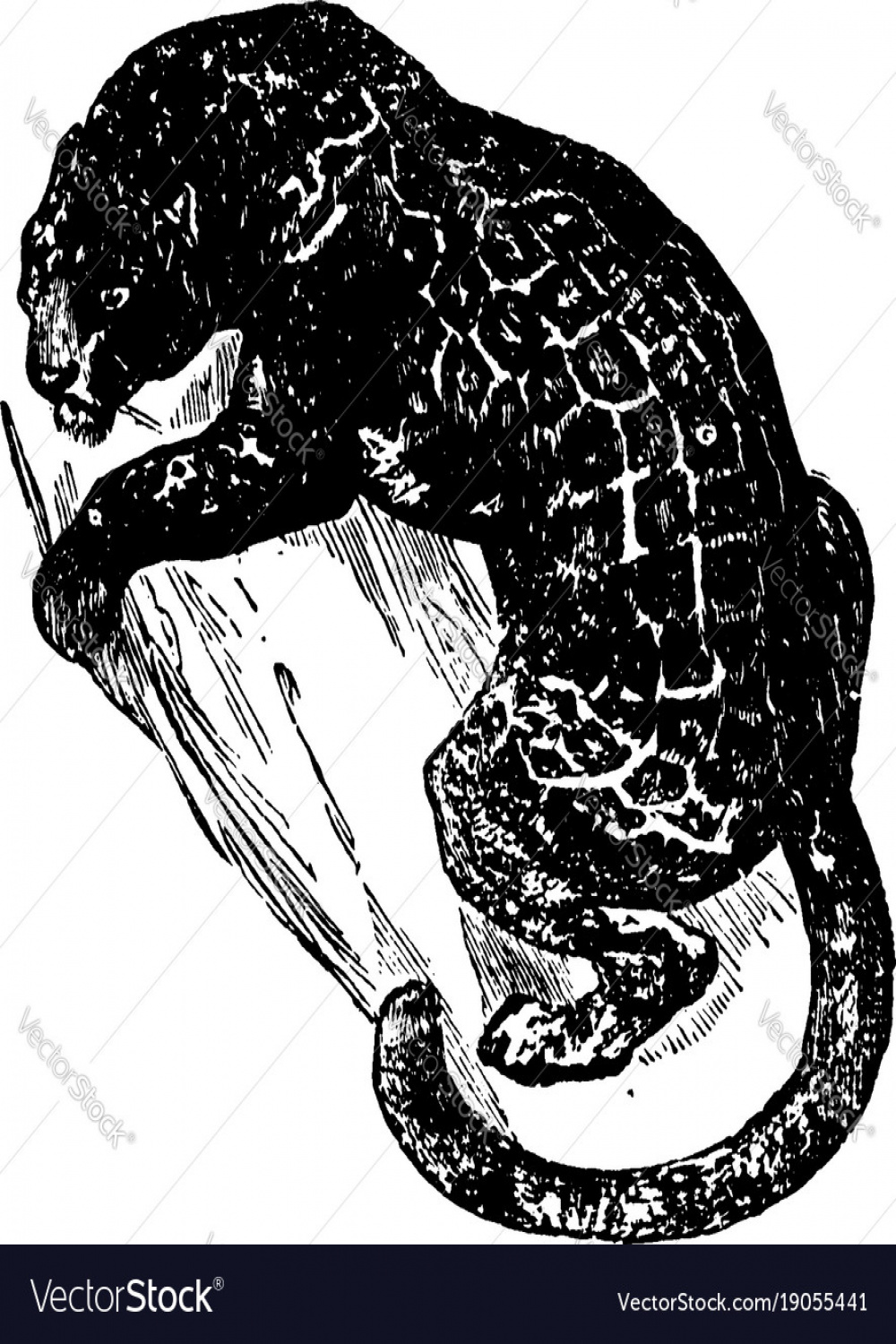 Jaguar vintage Royalty Free Vector Image - VectorStock