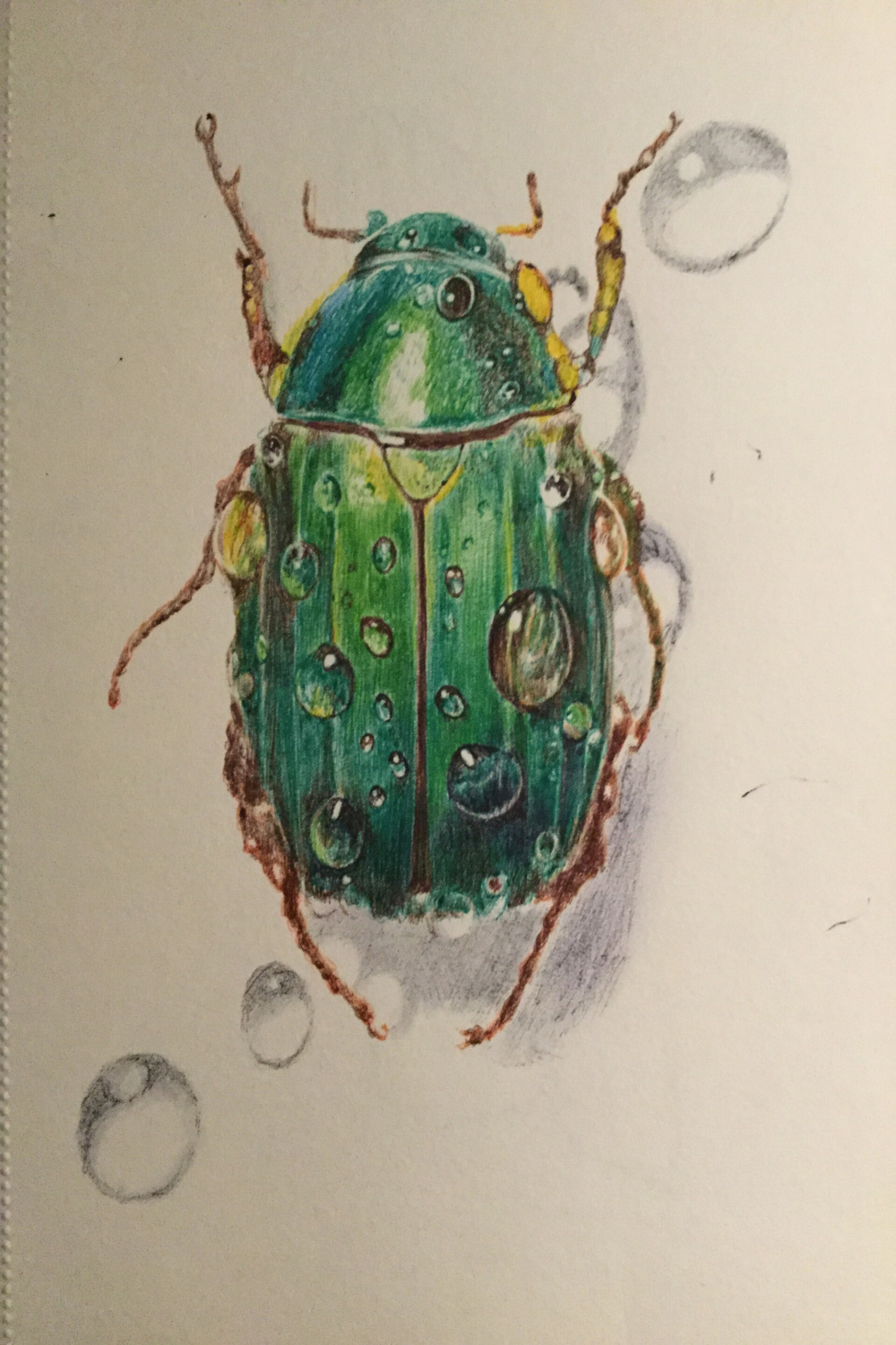 James Colter - Ballpoint pen drawing of a beetle