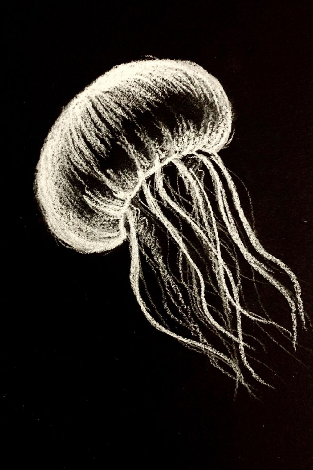 Jellyfish  Black canvas art, Black paper drawing, Scratchboard art