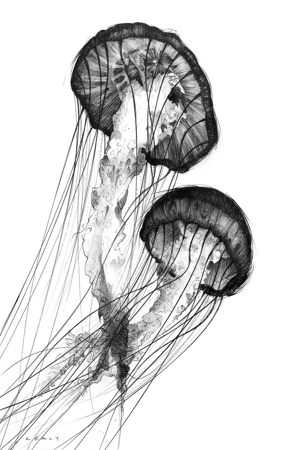 Jellyfish Drawing Print – Black and White
