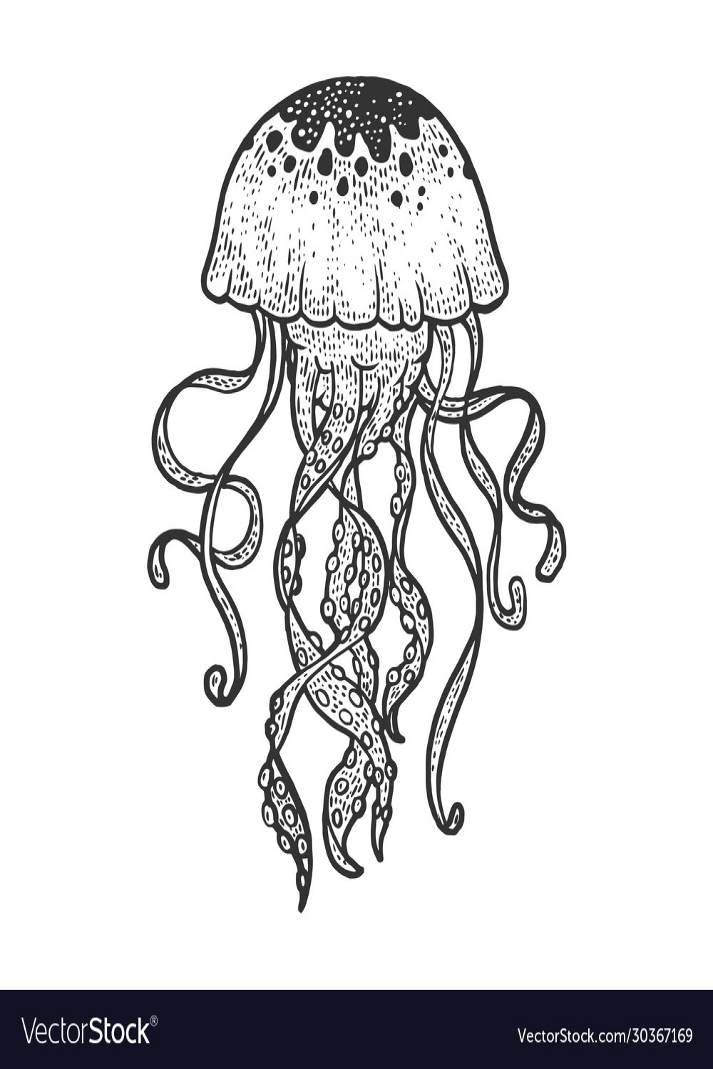 Jellyfish sketch Royalty Free Vector Image - VectorStock
