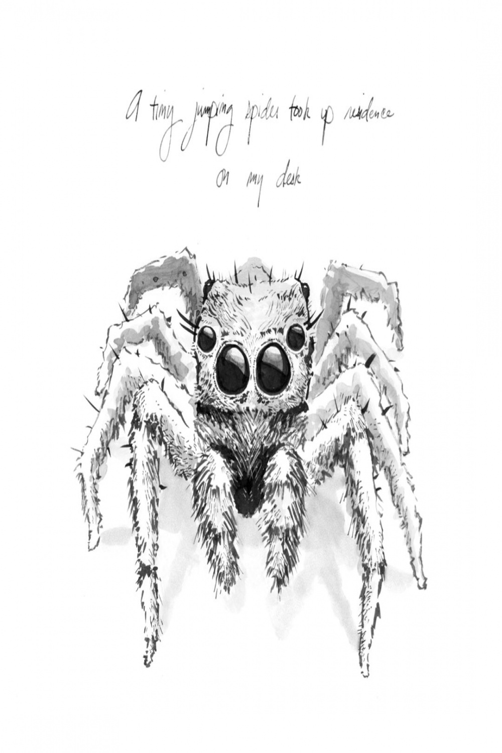 Jumping Spider - Etsy