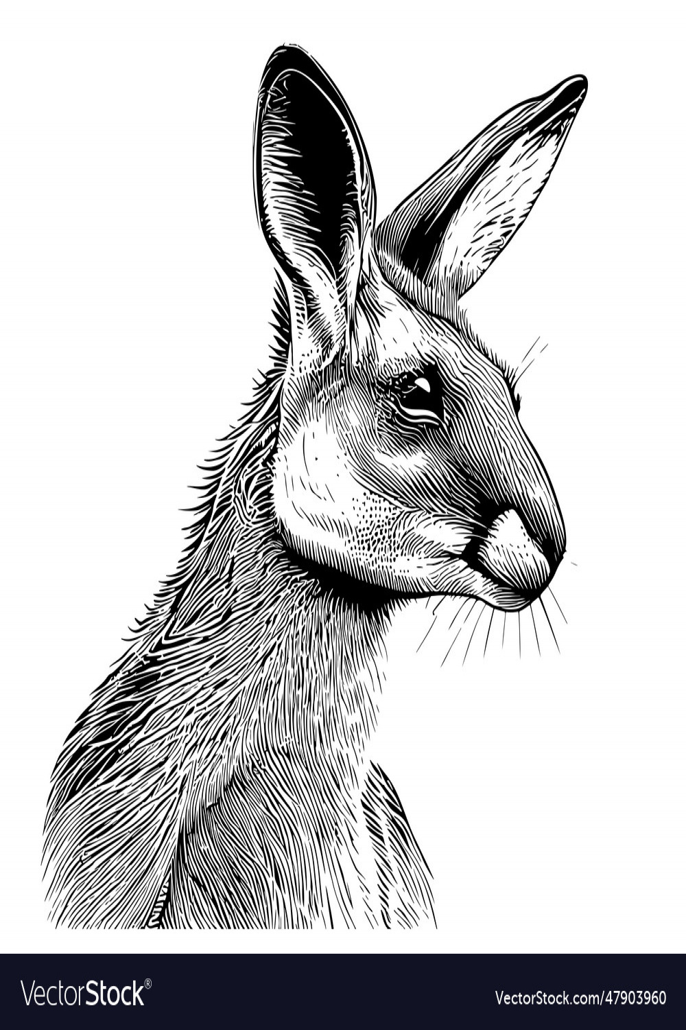Kangaroo face animal hand drawn sketch Royalty Free Vector