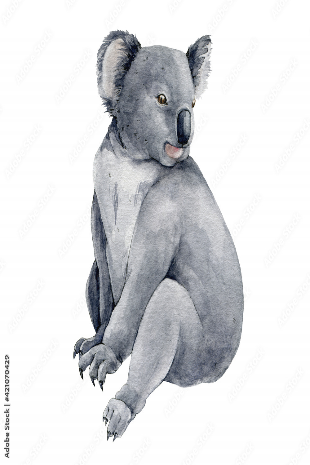 Koala bear watercolor illustration