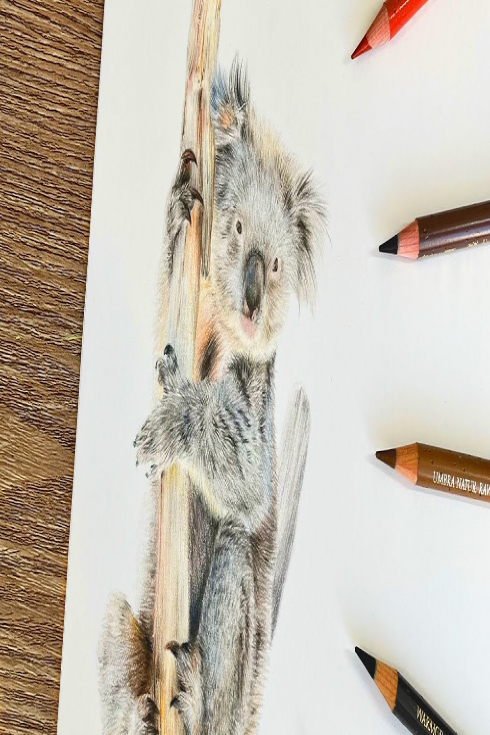 ✸ Koala in Coloured Pencil ✸ How to draw