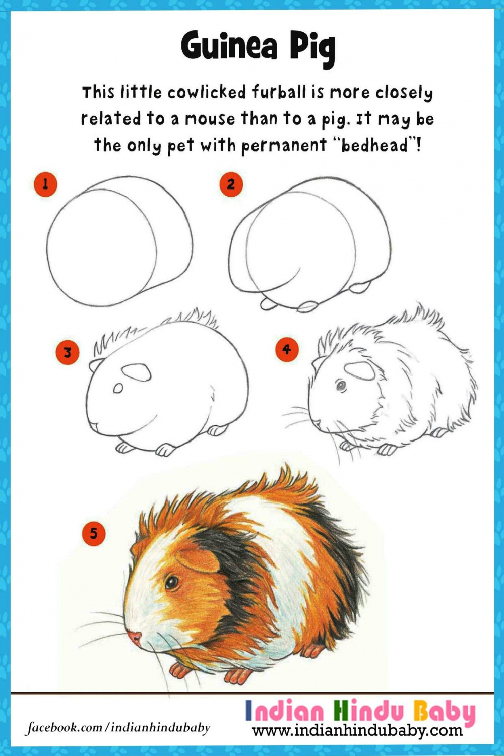 Learn and teach your kid to draw and paint Guinea Pig with simple