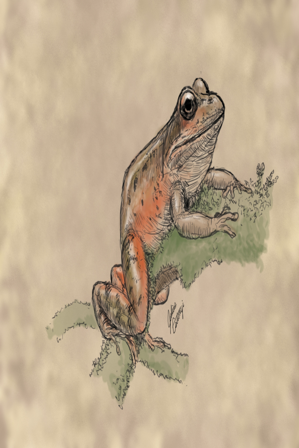 Learn to Draw: Frogs - Sierra Club BC