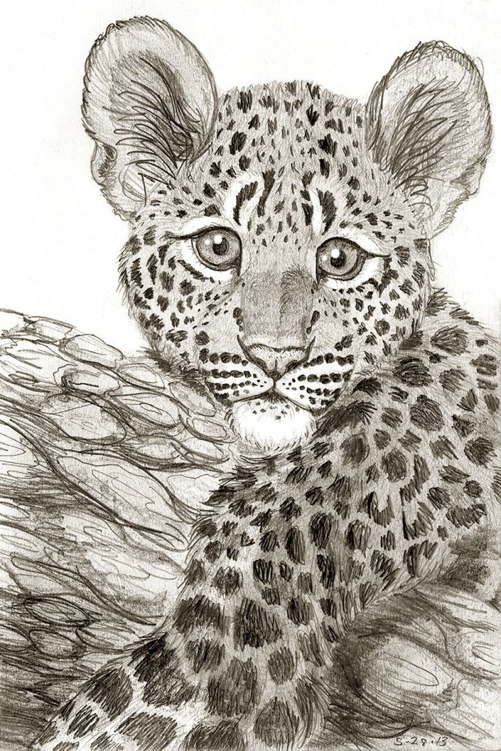 Leopard Cub Drawing  Baby animal drawings, Baby animal art