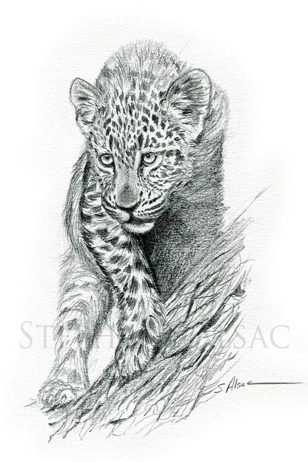 "leopard cub"