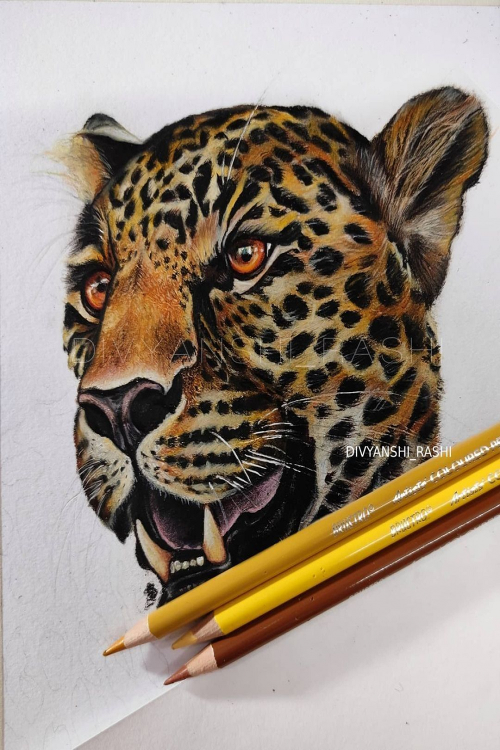 Leopard drawing in coloured pencils  Leopard drawing, Drawings