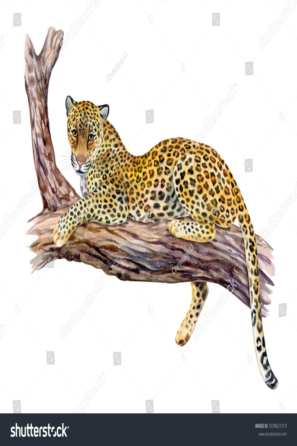 , Leopard On Tree Watercolor Images, Stock Photos, D objects