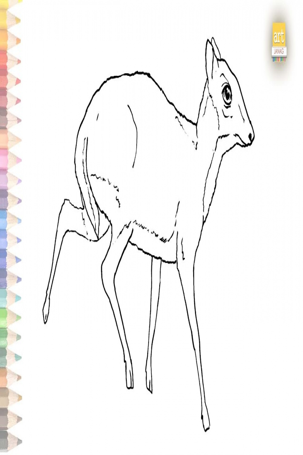 Lesser mouse deer outline drawing  How to draw Lesser mouse deer step by  step  Outline drawings