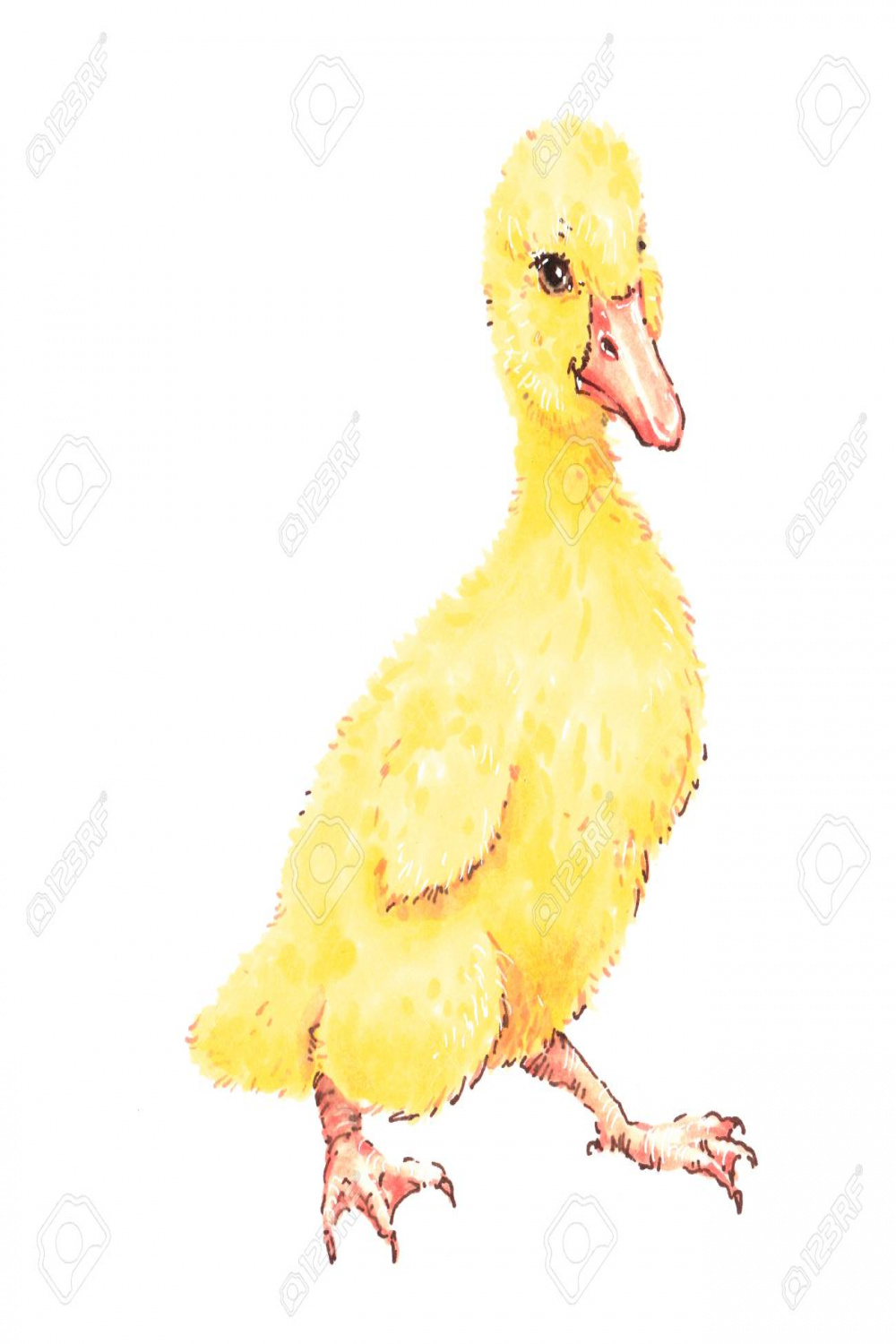 Little Duckling Illustration, Hand Drawing, Alcohol Markers Stock