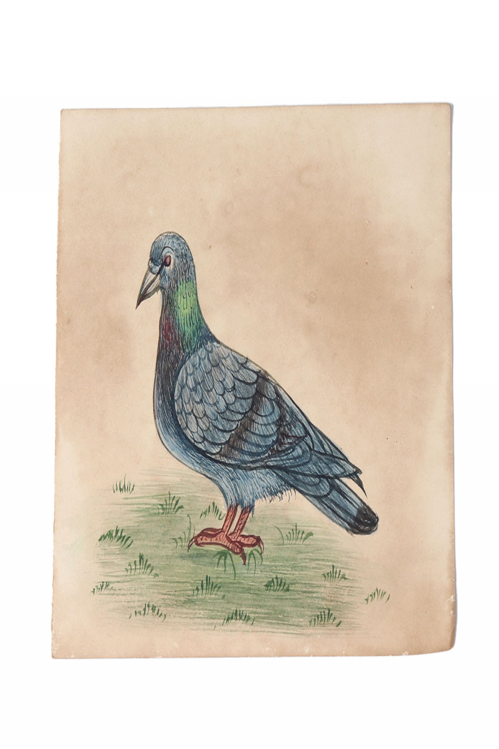 Miniature Pigeon Watercolor Bird Painting Wall Art