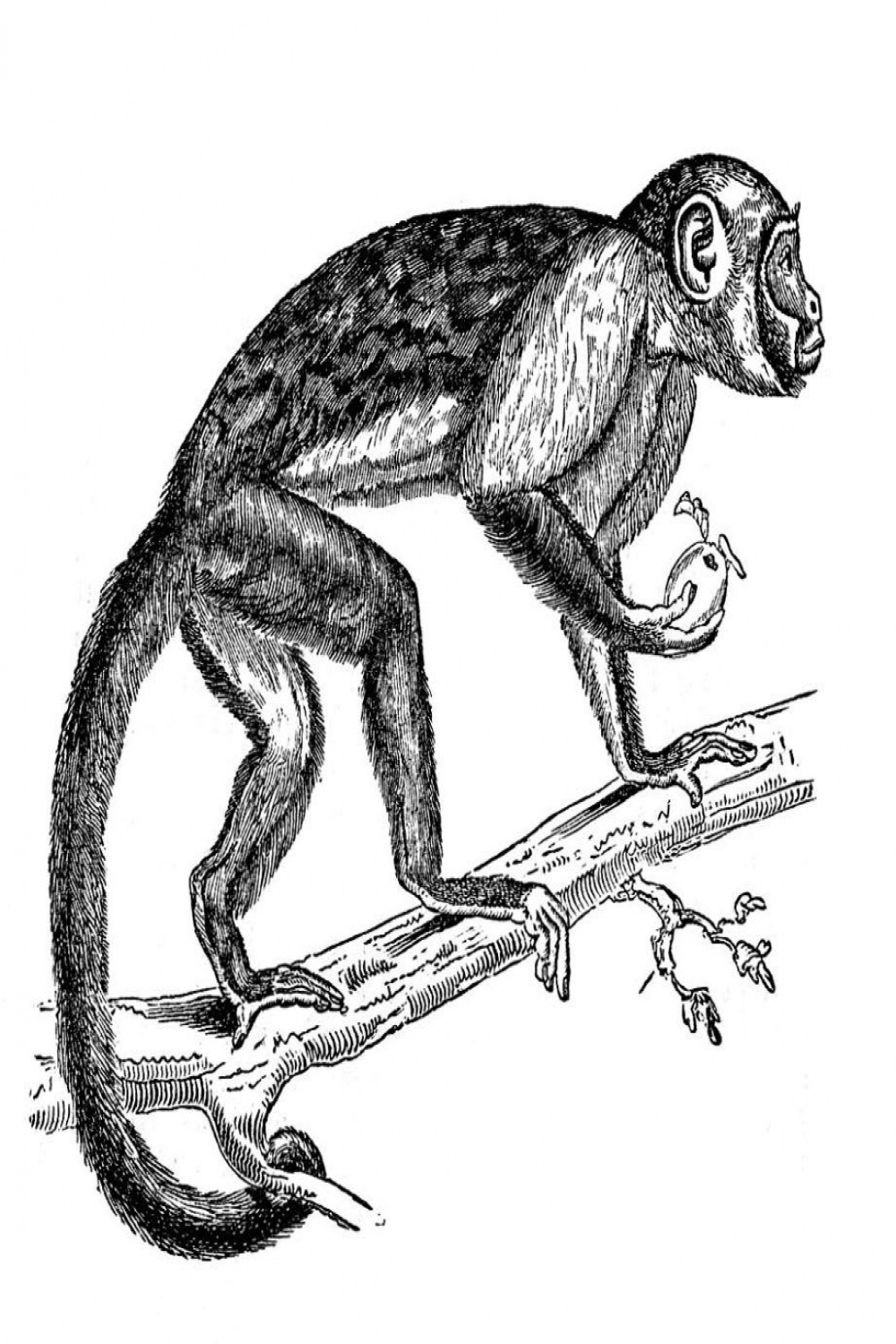Monkey Images - Vintage!  Monkey illustration, Monkey drawing