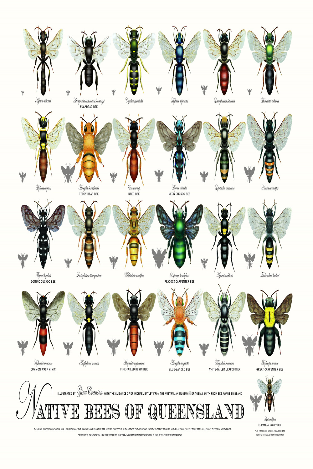 Native Bees of Queensland poster third edition - Etsy