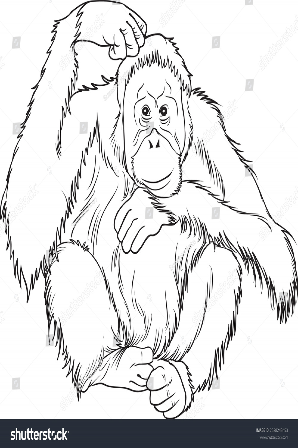 Orangutan Line Vector Illustration Isolated On Stock Vector