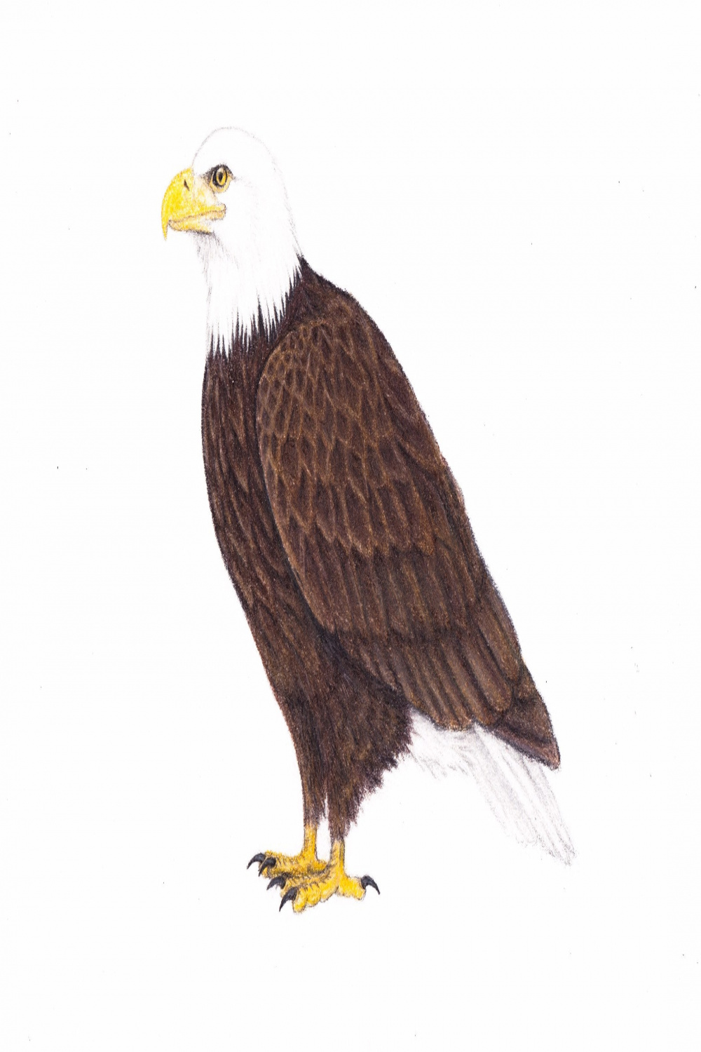 Original art Bald eagle drawing bird of prey raptor wildlife x