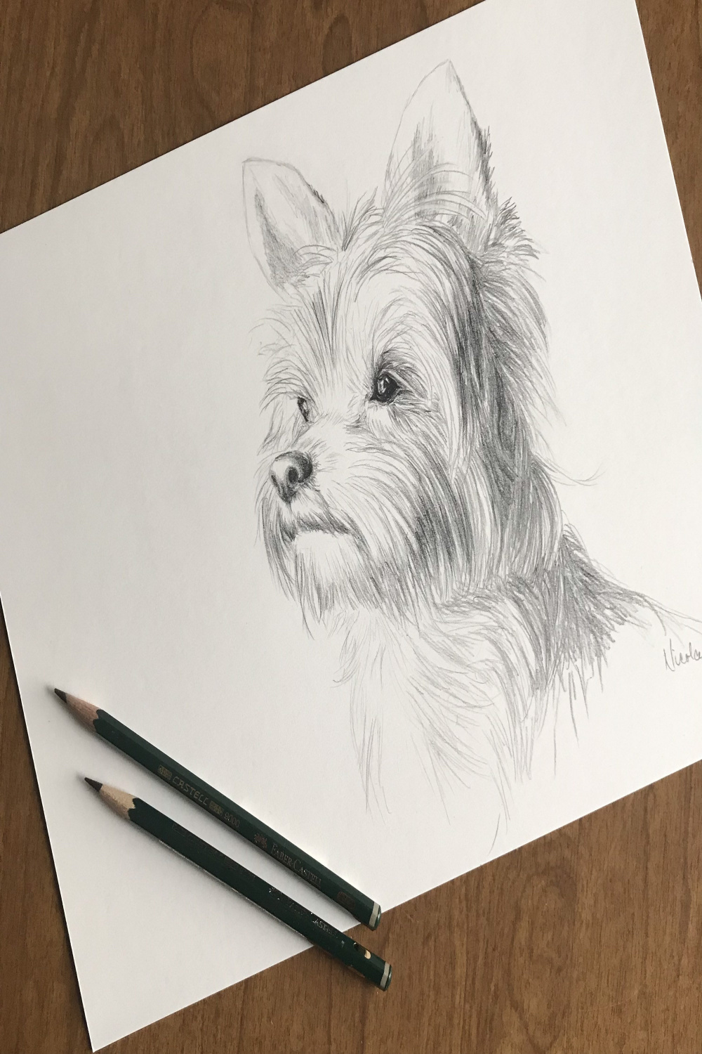 Original dog pencil drawing Nicolae Art animal artist Nicole Smith