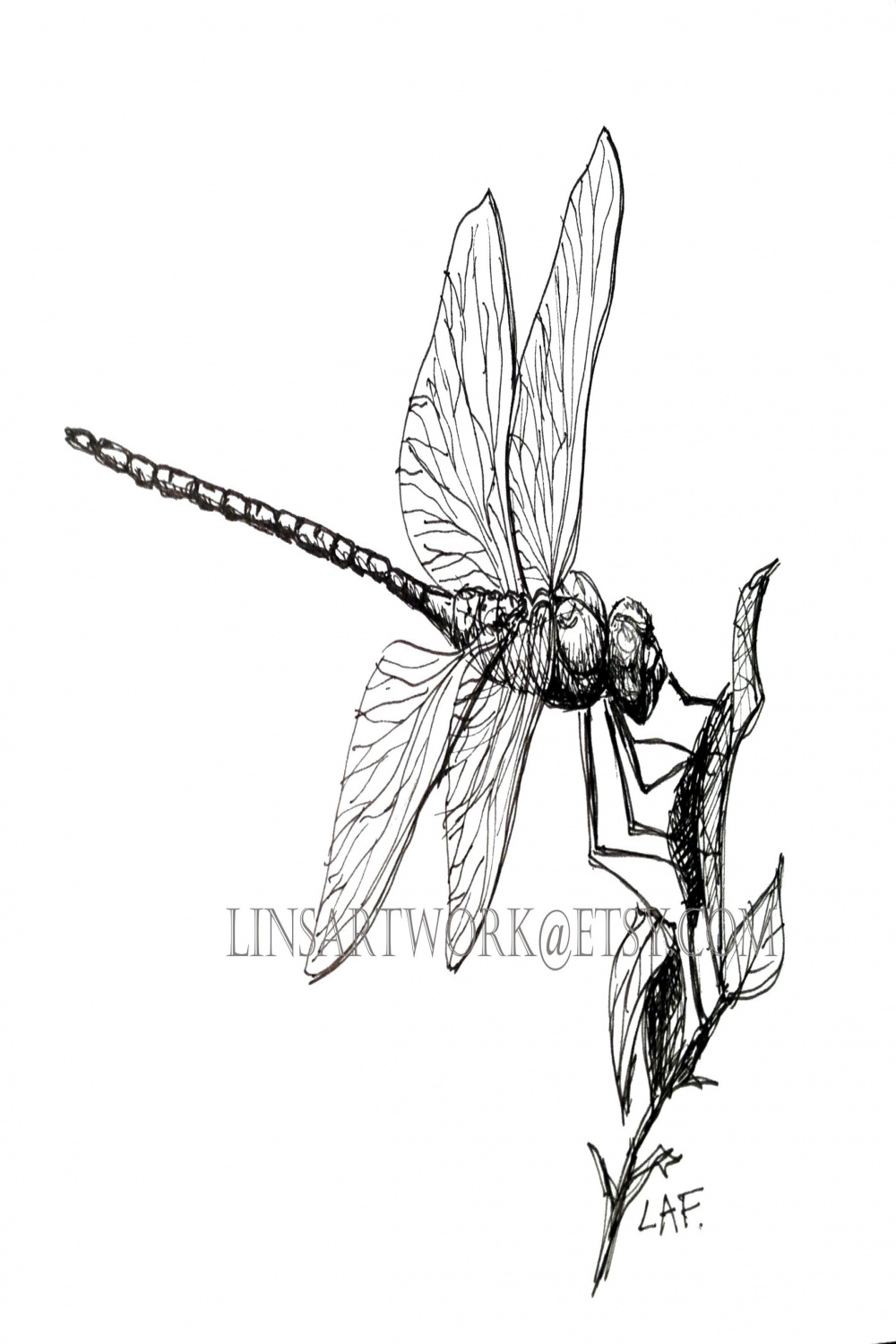Original Dragonfly art,Insect art, Original Drawing ,Dragonfly