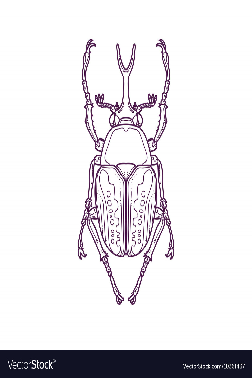 Outline scarab beetle bug insect Royalty Free Vector Image