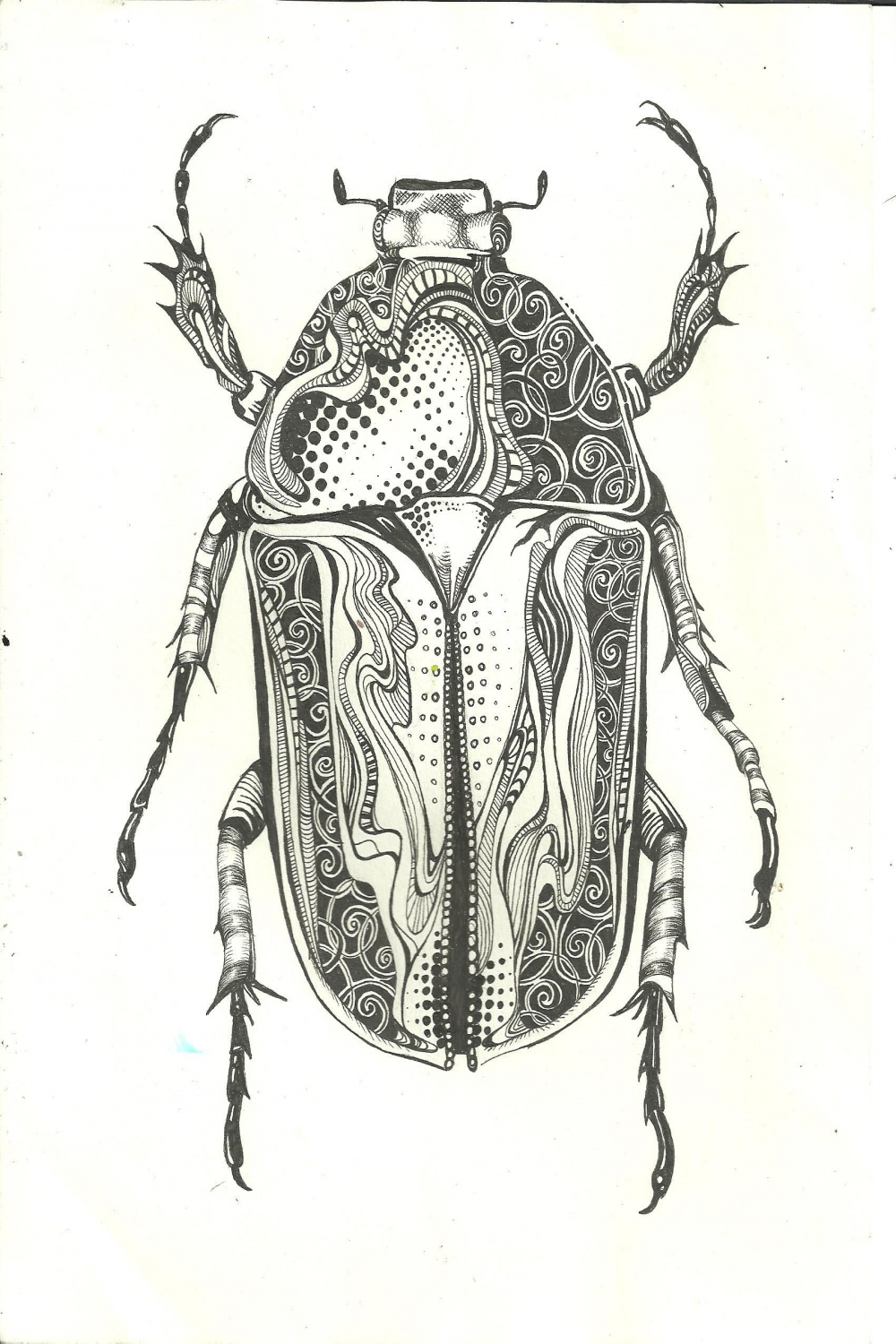pen beetle - sold  Beetle art, Bug art, Insect art