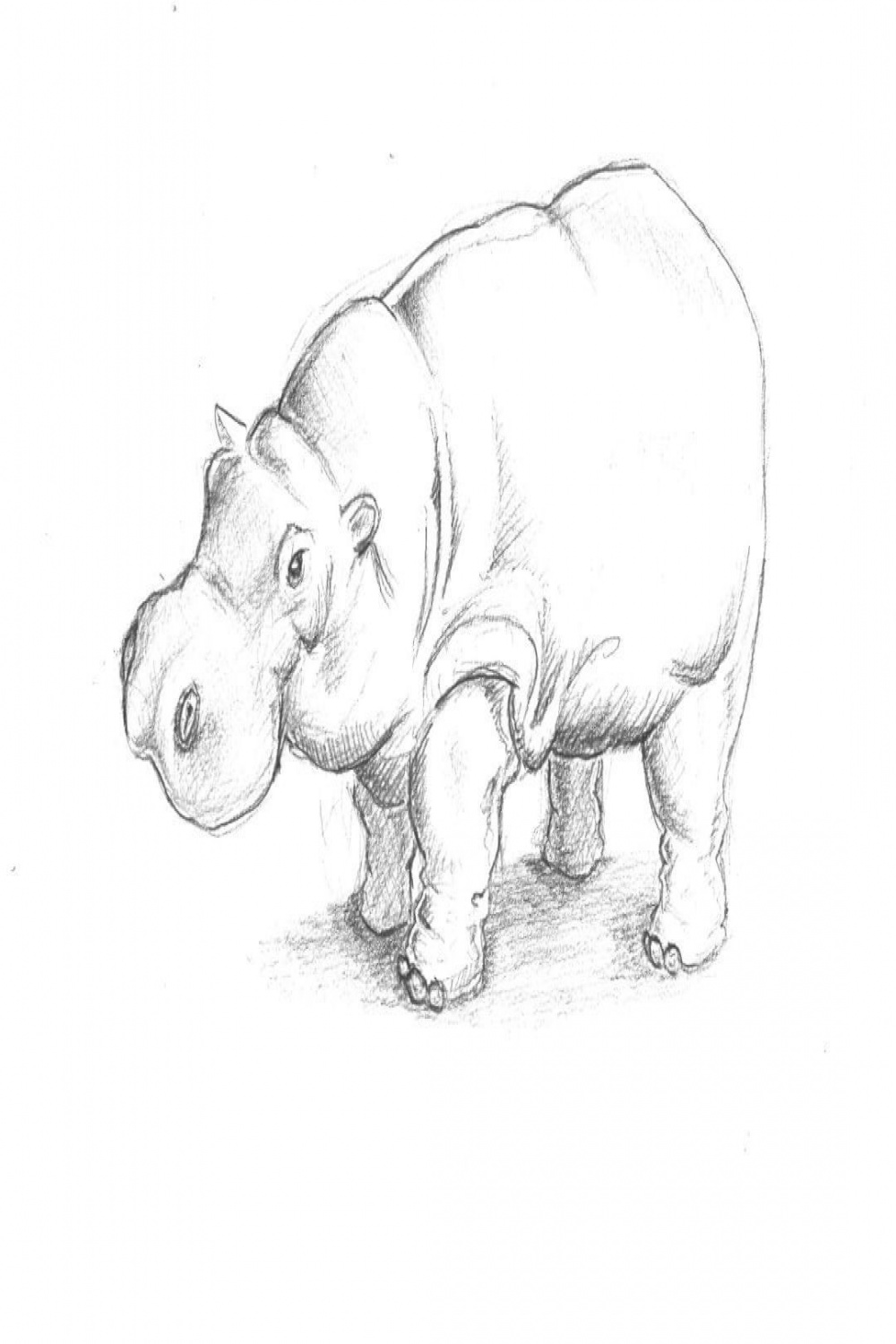 Pencil drawing of a Hippopotamus - made at the Amsterdam Zoo Artis