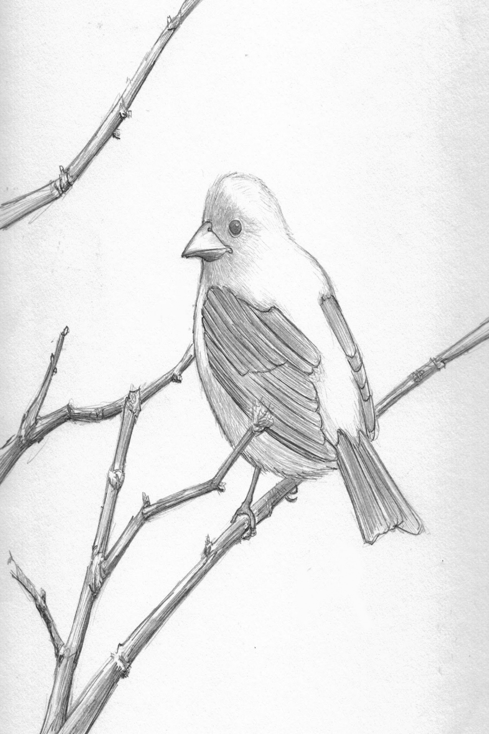 Pencil Drawings  pretty good blog: Bird Pencil Drawing - Scarlett