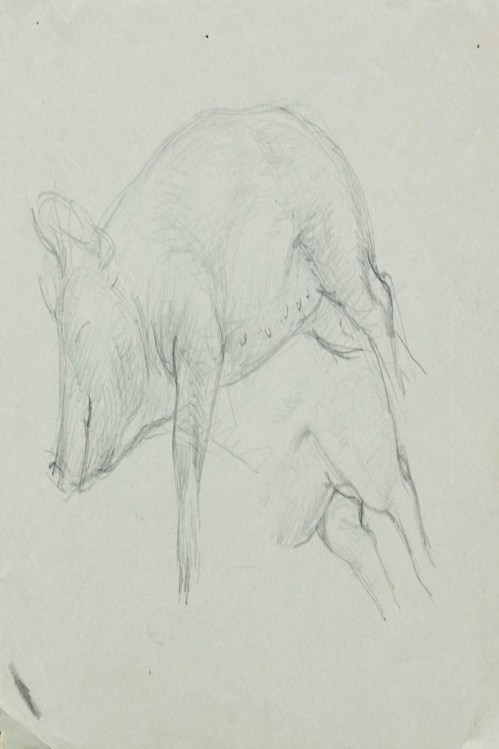 Pig lying down (study for 