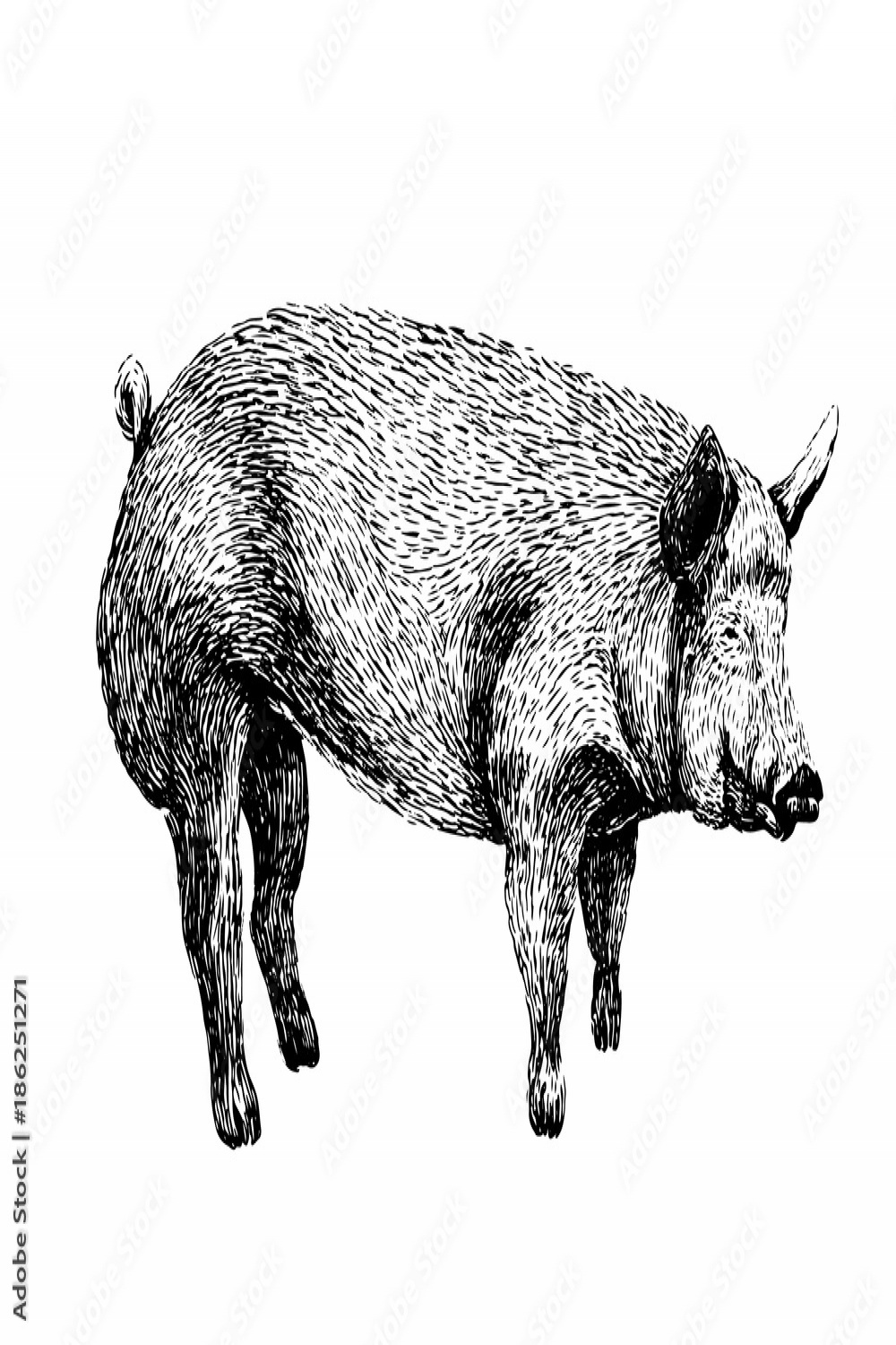 Pig sketch style drawing