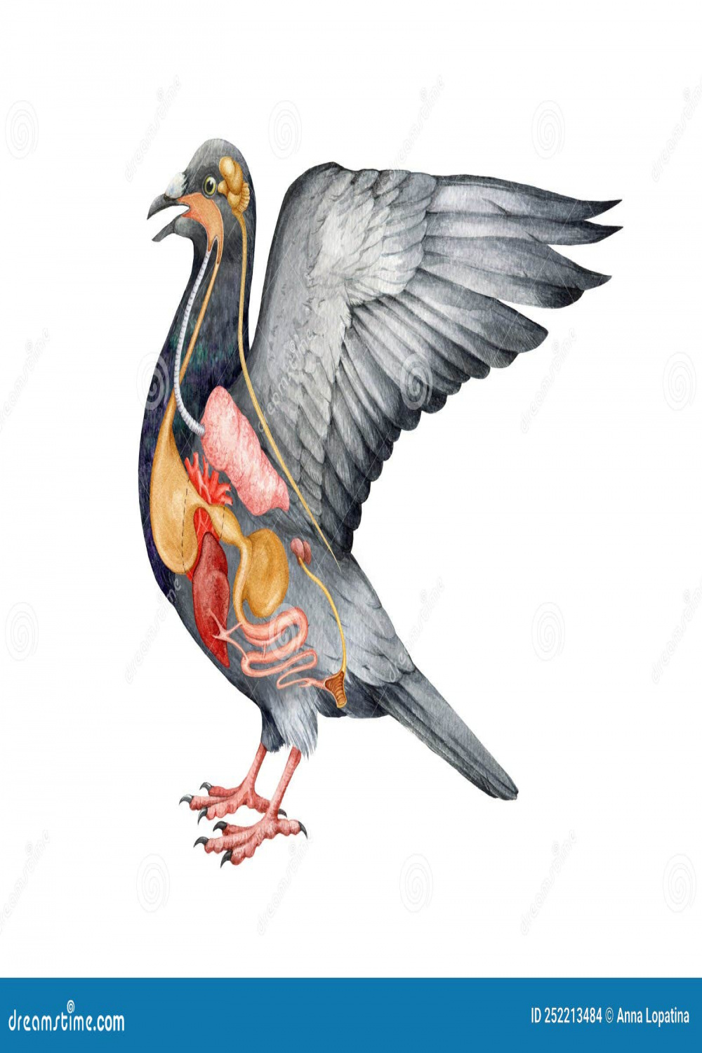 Pigeon Anatomy Stock Illustrations –  Pigeon Anatomy Stock