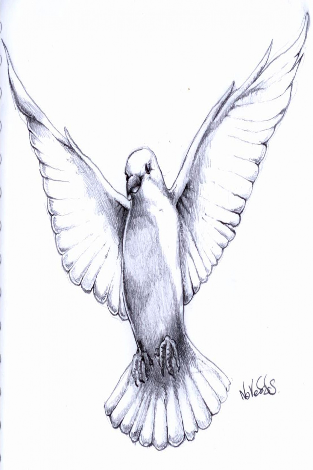 Pigeon  Dove drawing, Pigeon tattoo, Drawing sketches