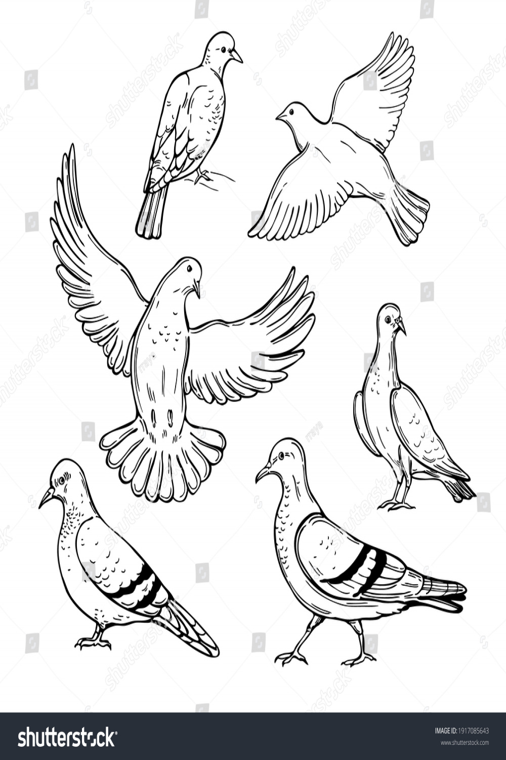 , Pigeon Drawn Images, Stock Photos, D objects, & Vectors