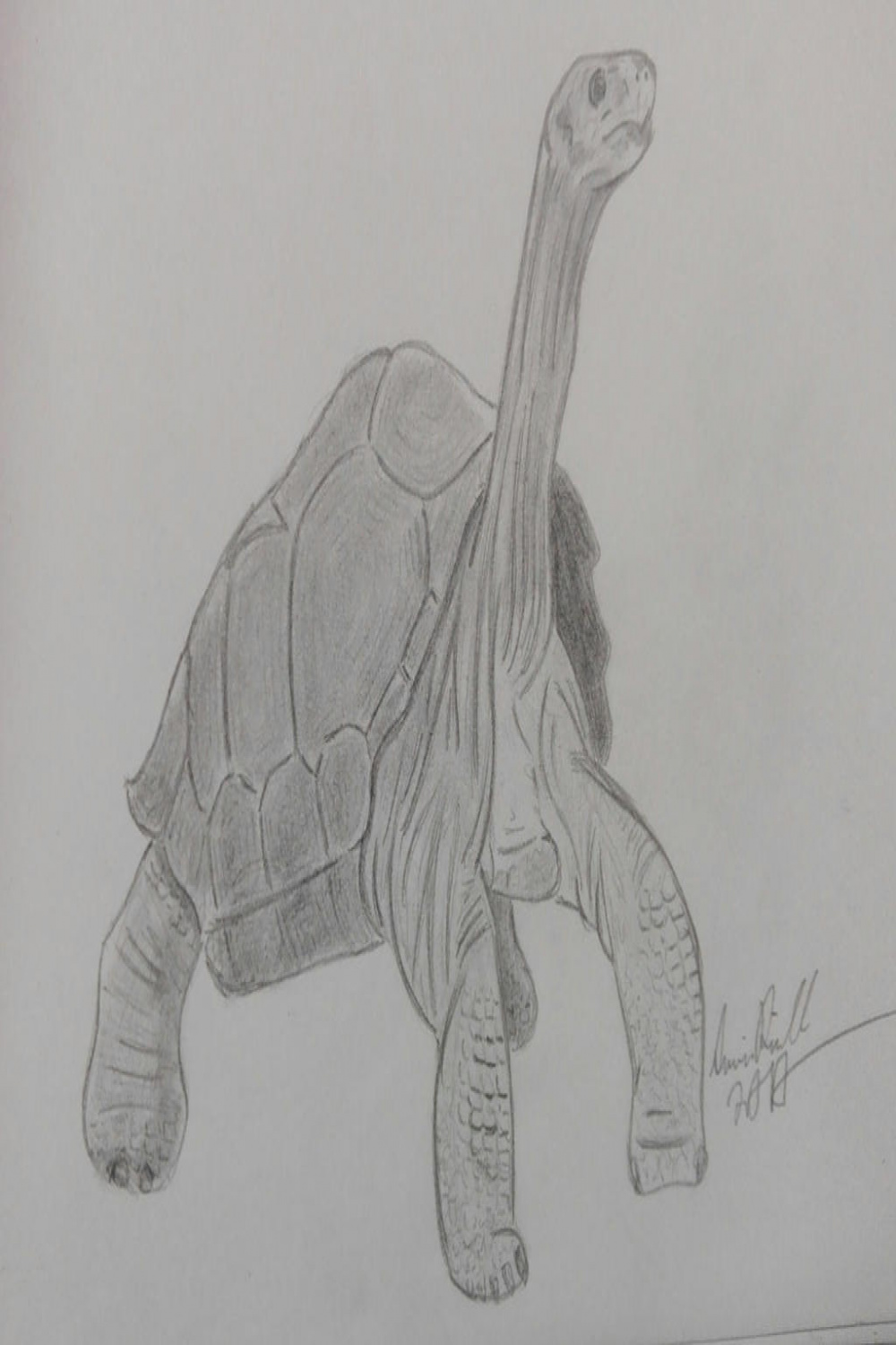 Pinta Island Tortoise (Lonesome George) by ArminReindl on DeviantArt