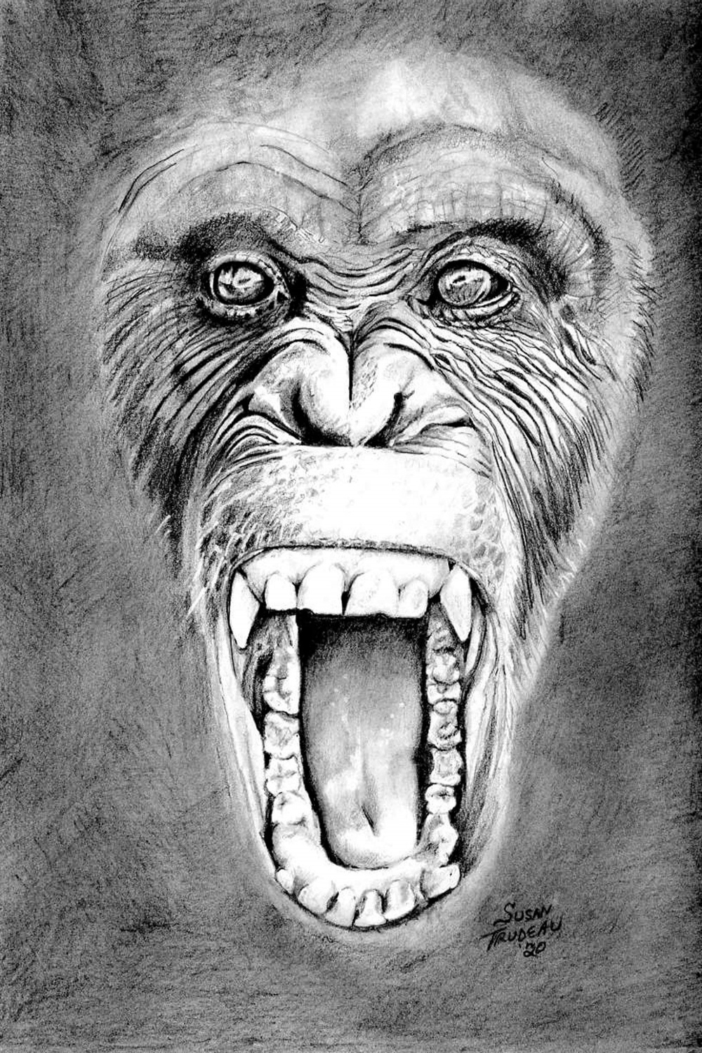 Pissed Off Primate-Monkey Drawing Realistic-Realism-Graphite-Pencil Drawing  Art-Animal-Ape-Primate