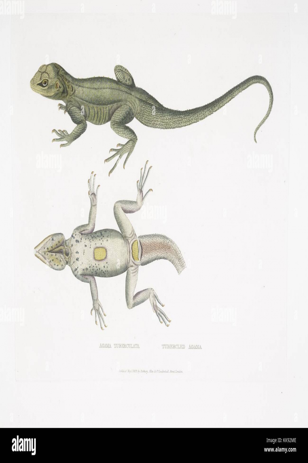 Plate lizard hi-res stock photography and images - Alamy